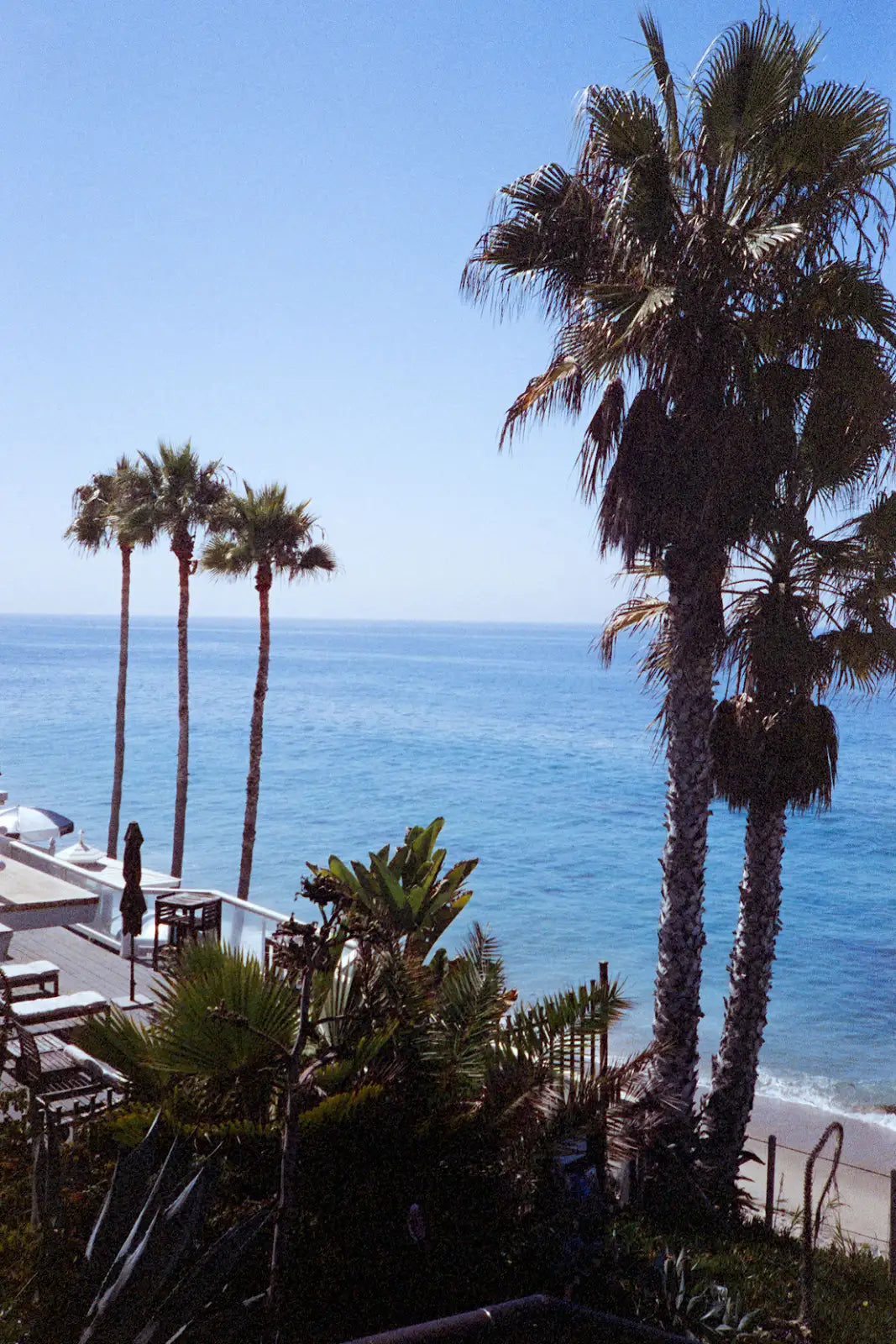 Film photo of palm trees on the California coast taken with the ELM Camera
